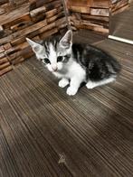 Stuur pb, Dieren en Toebehoren, Katten-accessoires, Ophalen of Verzenden
