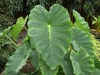 Colocasia Jack's Giant, Vaste plant, Bloeit niet, Halfschaduw, Ophalen