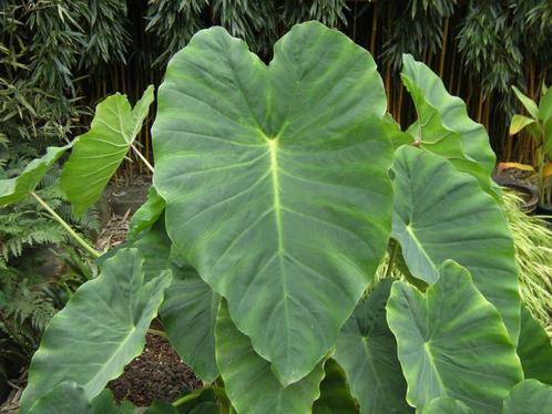 Colocasia Jack's Giant, Tuin en Terras, Planten | Tuinplanten, Vaste plant, Overige soorten, Halfschaduw, Bloeit niet, Ophalen