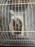 Vogel kot, Dieren en Toebehoren, Ophalen, Vogelkooi