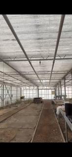 Heel grote serre 300m², Ophalen, Serre