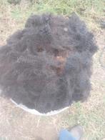 Zwart  wol Gratis  !!!, Dieren en Toebehoren