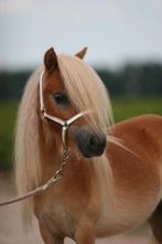 Prachtige mini shetlander ruin, Ruin, A pony (tot 1.17m), 0 tot 2 jaar