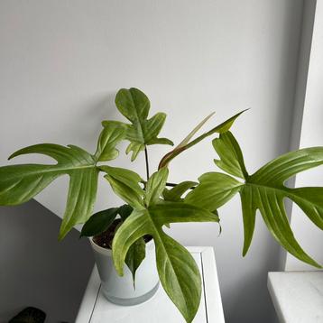 Philodendron florida ghost disponible aux enchères