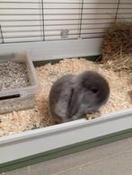 Mini lop mannetje