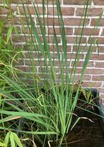Grote gezonde waterplanten in grote vijvermand, Tuin en Terras, Ophalen