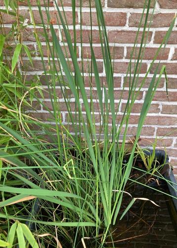 Grote gezonde waterplanten in grote vijvermand, Enlèvement