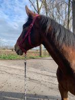 Weidemaatje gezocht, Dieren en Toebehoren, Stalling en Weidegang, Weidegang