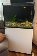 Aquarium Red Sea, Dieren en Toebehoren, Vissen | Aquaria en Toebehoren, Ophalen, Zo goed als nieuw