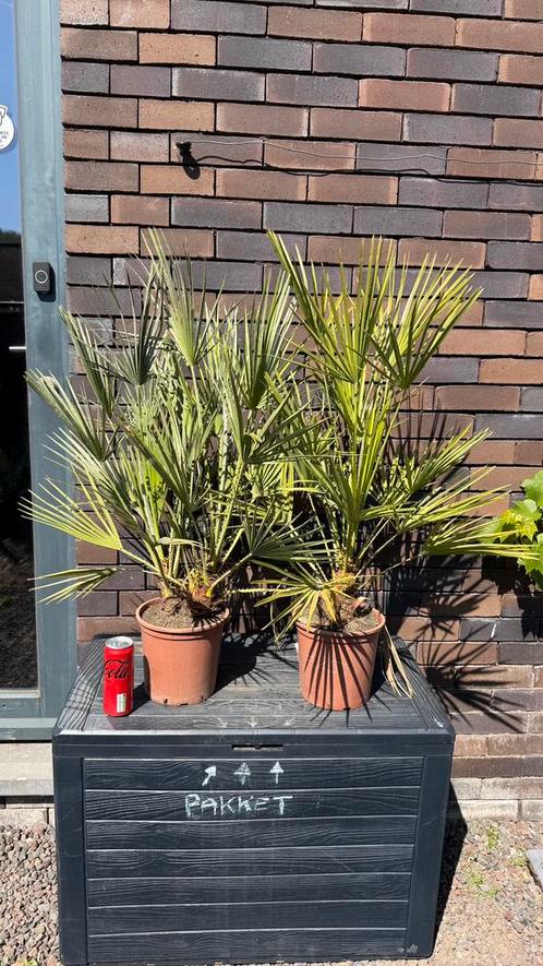 Chamaerops Humilis / Palmboom, Tuin en Terras, Planten | Tuinplanten, Ophalen