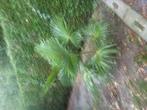 palmbomen, Tuin en Terras, Planten | Bomen, Ophalen