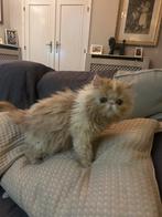 Magnifique chaton persan rouge, Chat, Vermifugé, 0 à 2 ans