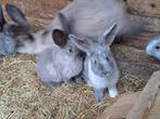 Duitse reusjes kleurslag blue marter en magpie, Dieren en Toebehoren, Konijnen, Mannelijk, Groot, 0 tot 2 jaar