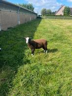 Zwartbles ram, Dieren en Toebehoren, Schaap