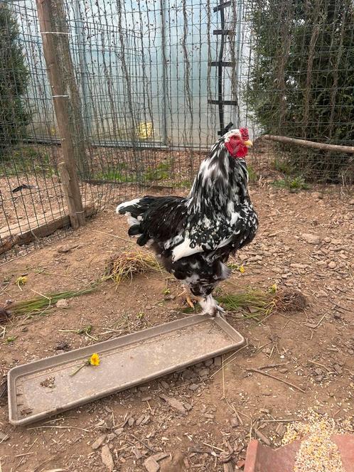 Brahma broedeieren in verschillende kleuren, Dieren en Toebehoren, Pluimvee, Kip, Meerdere dieren