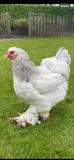Œufs à éclore de Brahma Columbia, Poule ou poulet