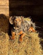 Dwerg teckel pups, Dieren en Toebehoren, België, Particulier, 8 tot 15 weken, Korthaar