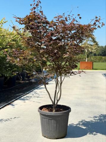 Acer palmatum ‘Atropurpureum’ meerstam beschikbaar voor biedingen