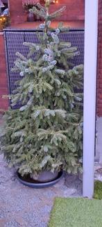 Gratis kerstboom in pot, Tuin en Terras, Planten | Bomen, Ophalen, In pot