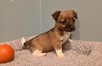 Jack Russel pups zoeken warme thuis, Dieren en Toebehoren, Parvo, België, Overige rassen, 8 tot 15 weken
