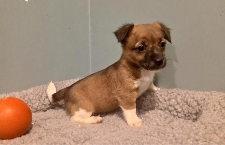 Jack Russel pups zoeken warme thuis, Animaux & Accessoires, Chiens | Chihuahuas & Chiens de compagnie, Plusieurs animaux, Autres races