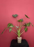 Alocasia Cuculata, Ophalen