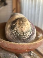 Jonge reisduifjes te reserveren