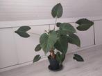 Grote Alocasia (Olifantsoor) 150x170, Ophalen