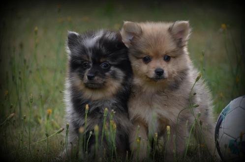 Dwergkeeshond pups, Dieren en Toebehoren, Honden | Poolhonden, Keeshonden en Oertypen, Meerdere dieren, Keeshond, Fokker | Professioneel