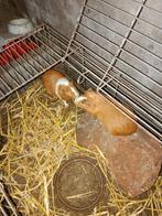 Cavia beertjes, Cavia, Mannelijk, Tam, Oktober