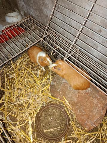 Cavia beertjes  beschikbaar voor biedingen