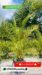 ️ PROMOTIE op palmbomen 2+1 GRATIS - 8 graden LEVERING, Tuin en Terras, Planten | Tuinplanten, Ophalen of Verzenden