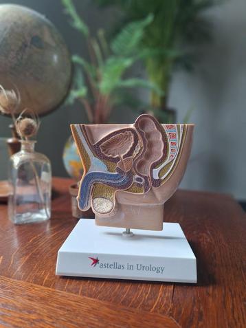 Anatomisch model mannelijk geslachtsdeel beschikbaar voor biedingen