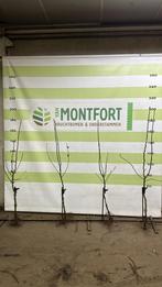 Fruitbomen diverse appel- en perenrassen, Tuin en Terras, Ophalen