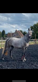 4 jarige merrie, Dieren en Toebehoren, Paarden, Merrie, Springpaard, Gechipt, Zadelmak