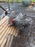 Haan mechelse koekoek, Dieren en Toebehoren, Pluimvee