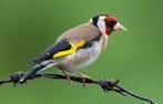 Chardonnerets, Animaux & Accessoires, Oiseaux | Oiseaux Autre