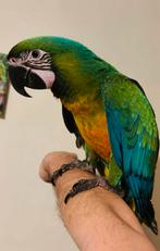 Miligold ara, Mannelijk, Papegaai, Geringd