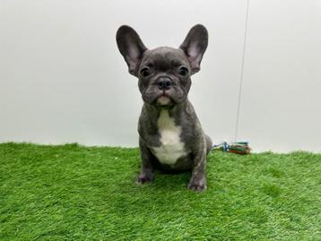 Chiots Bouledogue Français