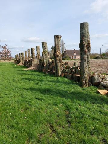 brandhout beschikbaar voor biedingen