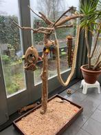 Mooie grote javaboom, Animaux & Accessoires, Oiseaux | Accessoires, Enlèvement, Comme neuf