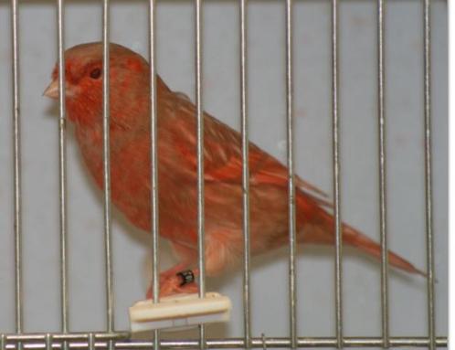 Rood Agaat / Isabel 2024 en 2025, Dieren en Toebehoren, Vogels | Kanaries, Kleurkanarie, Meerdere dieren