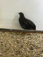 Chinese dwergkwartels, Dieren en Toebehoren, Vogels | Overige Vogels, Meerdere dieren, Tropenvogel, Geringd