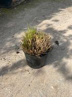 Pennisetum alopecuroides, Tuin en Terras