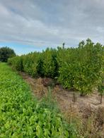 paplaurier 2.5m, Ophalen of Verzenden, Haag