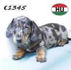 Teckel Korthaar (Merle & Black and Tan) pups te koop, 15 weken tot 1 jaar, Handelaar, CDV (hondenziekte), Dwerg