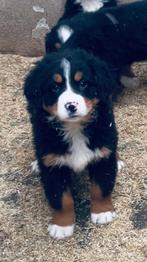 Berner sennen pups, Dieren en Toebehoren, Golden retriever, België, Fokker | Hobbymatig, 8 tot 15 weken