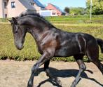 Fries hengstenveulen, Dieren en Toebehoren, Paarden, Hengst, Niet van toepassing, Gechipt, 0 tot 2 jaar