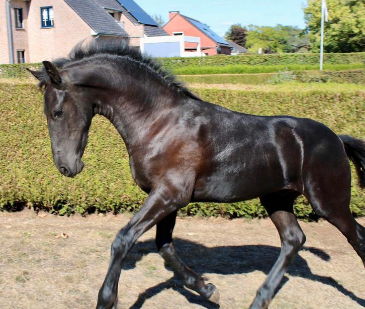Fries hengstenveulen, Dieren en Toebehoren, Paarden, Hengst, Niet van toepassing, 0 tot 2 jaar, Met stamboom, Gechipt, Ontwormd