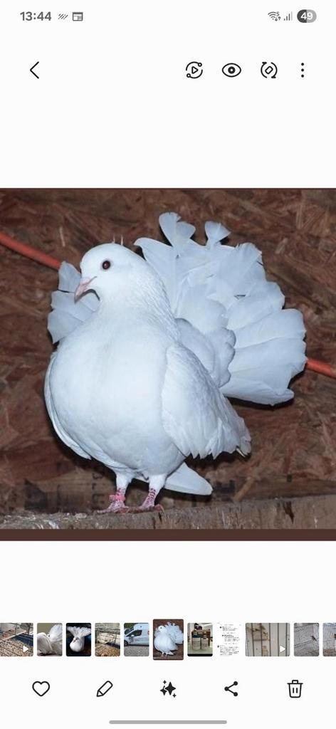 Cpl queue de paon fantail Anglais non consanguins près eleva, Dieren en Toebehoren, Vogels | Duiven, Overige soorten, Meerdere dieren
